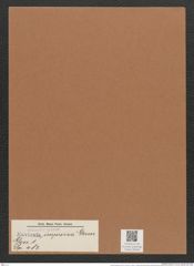Navicula impressa A.Schm. (de-Toni-Nr.: Genus 1, Species 483) Zeichnungen Sammlung Grunow Mappe 00426 (Herbarium_W_Grunow_drawings_Folder_00426)